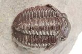 Red Proetid Trilobite - Hamar Laghdad, Morocco #271441-2